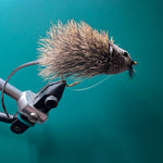 Rat
