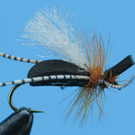 San Juan River Ant