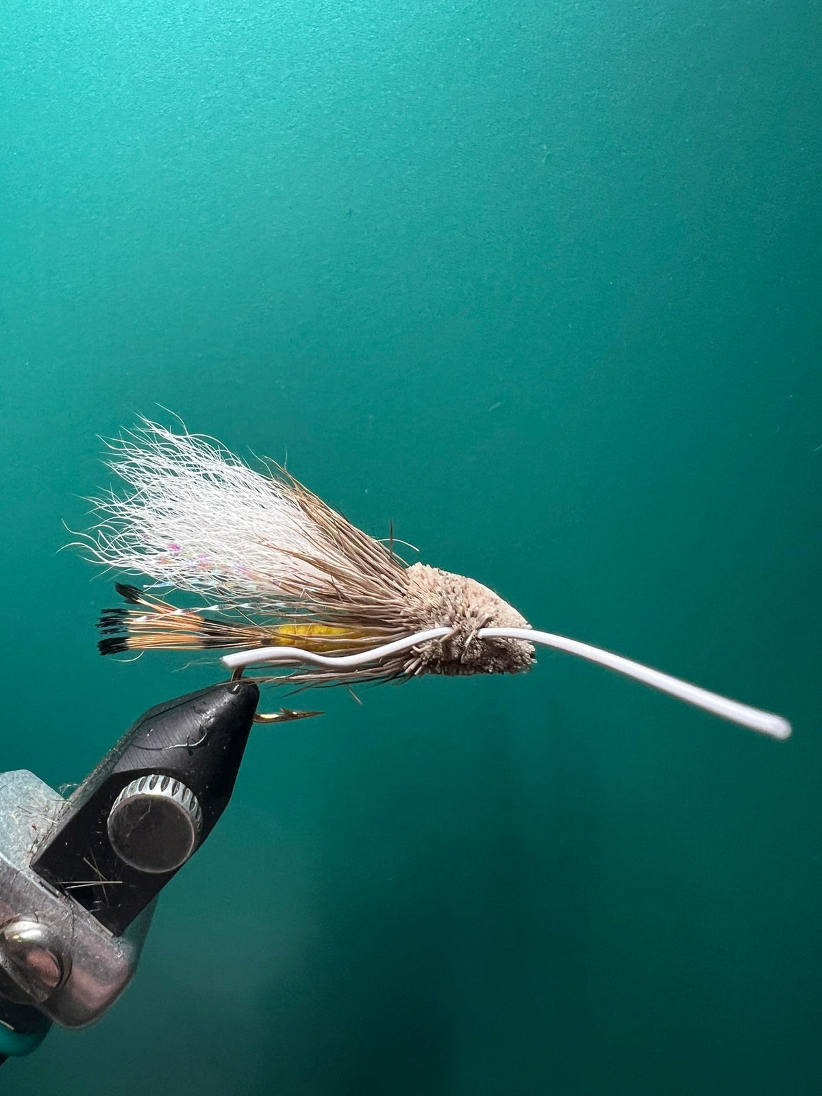 Turk's Tarantula