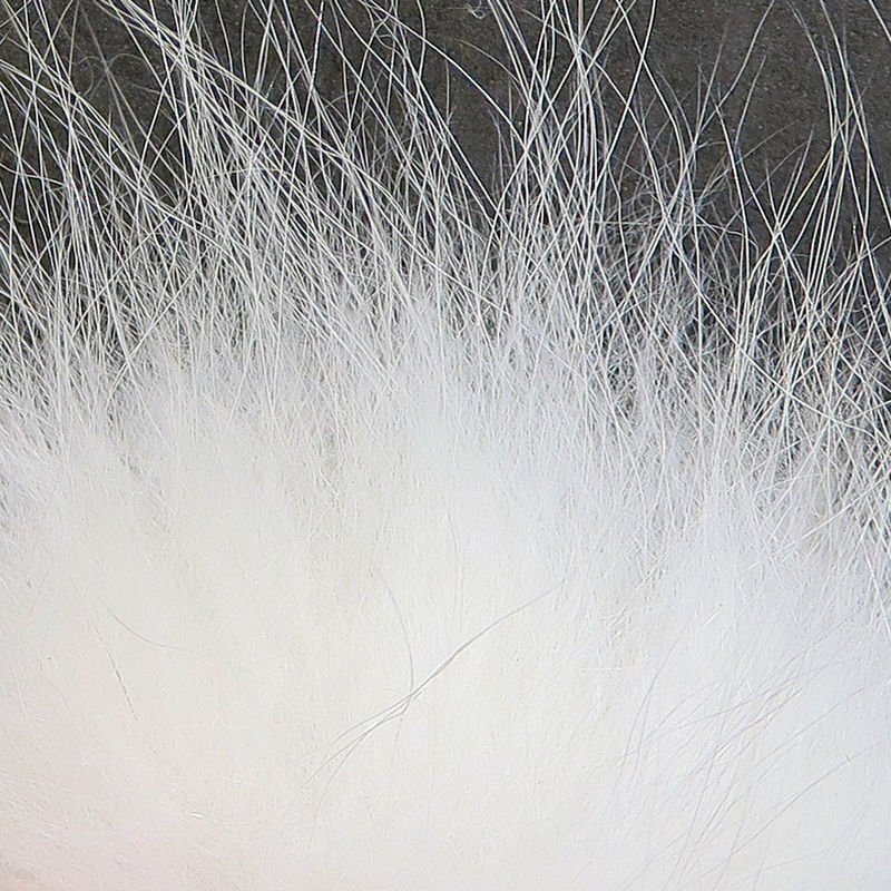 Arctic Fox Hair
