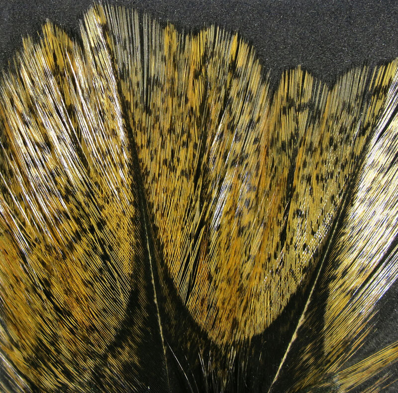 Coq De Leon Feathers