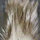 Coq De Leon Feathers