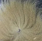Arctic Fox Hair