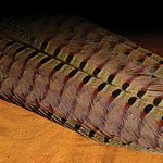 Ringneck Pheasant Tail